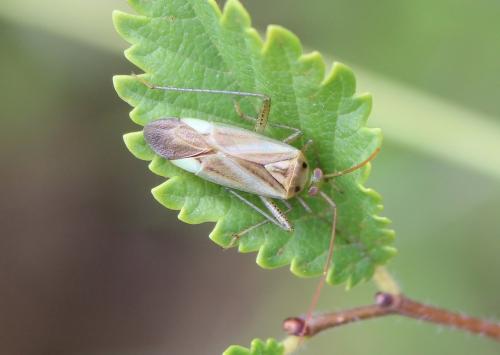 Réf. 217 963 : Adelphocoris lineolatus
